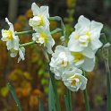 Narcissus tazetta double 'Cheerfulness' PB 2